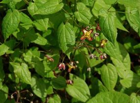 Škornice alpská - Epimedium alpinum