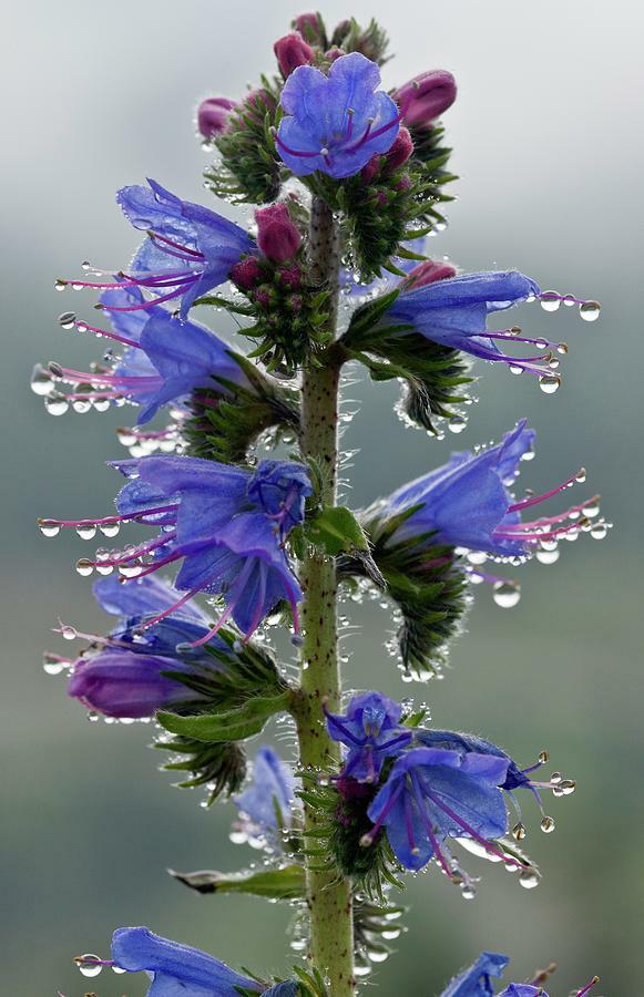 Hadinec obecný - Echium vulgare