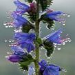 Hadinec obecný - Echium vulgare