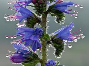 Hadinec obecný - Echium vulgare