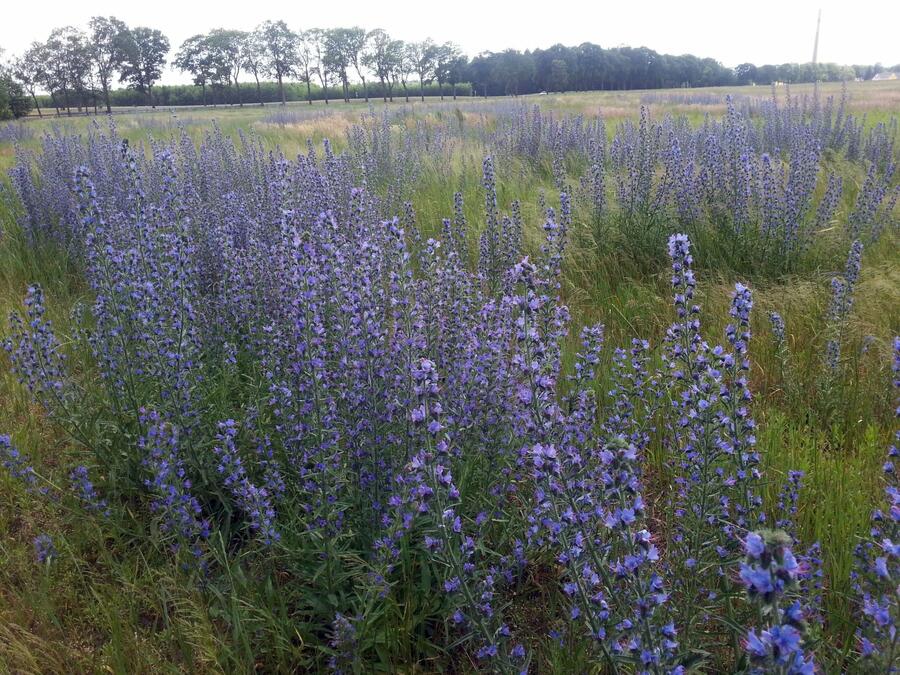 Hadinec obecný - Echium vulgare