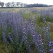 Hadinec obecný - Echium vulgare