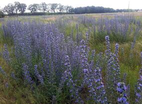 Hadinec obecný - Echium vulgare