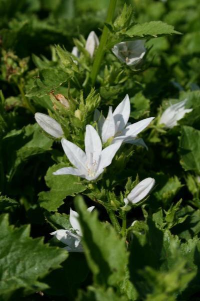 Zvonek Poscharkův 'Schneeranke' - Campanula poscharskyana 'Schneeranke'