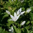 Zvonek Poscharkův 'Schneeranke' - Campanula poscharskyana 'Schneeranke'