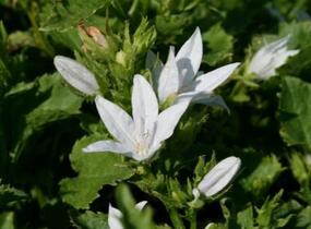 Zvonek Poscharkův 'Schneeranke' - Campanula poscharskyana 'Schneeranke'