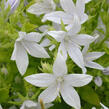 Zvonek Poscharkův 'Schneeranke' - Campanula poscharskyana 'Schneeranke'