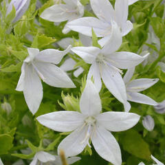 Zvonek Poscharkův 'Schneeranke' - Campanula poscharskyana 'Schneeranke'