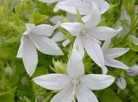 Zvonek Poscharkův 'Schneeranke' - Campanula poscharskyana 'Schneeranke'