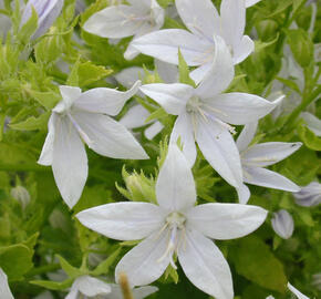 Zvonek Poscharkův 'Schneeranke' - Campanula poscharskyana 'Schneeranke'