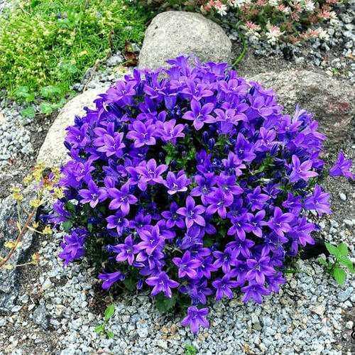 Zvonek Poscharkův 'Resholt' - Campanula poscharskyana 'Resholt'