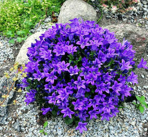 Zvonek Poscharkův 'Resholt' - Campanula poscharskyana 'Resholt'