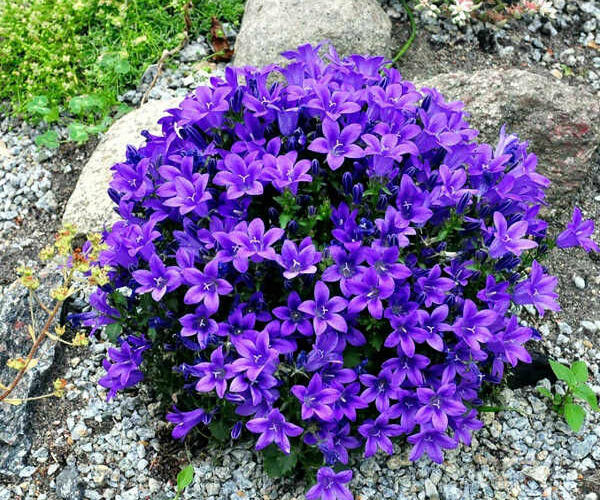 Zvonek Poscharkův 'Resholt' - Campanula poscharskyana 'Resholt'