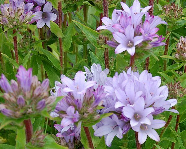 Zvonek klubkatý 'Emerald' - Campanula glomerata 'Emerald'