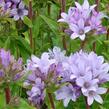 Zvonek klubkatý 'Emerald' - Campanula glomerata 'Emerald'