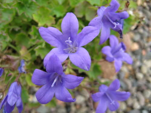 Zvonek Poscharkův 'Blue Gown' - Campanula poscharskyana 'Blue Gown'