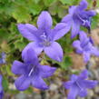 Zvonek Poscharkův 'Blue Gown' - Campanula poscharskyana 'Blue Gown'