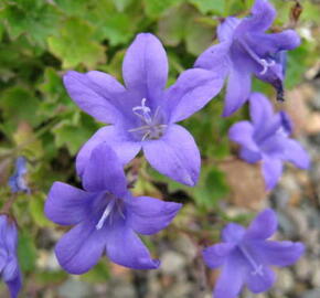 Zvonek Poscharkův 'Blue Gown' - Campanula poscharskyana 'Blue Gown'