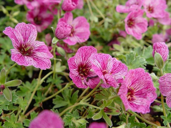 Kakost sivý 'Laurence Flatman' - Geranium cinereum 'Laurence Flatman'