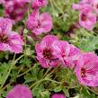 Kakost sivý 'Laurence Flatman' - Geranium cinereum 'Laurence Flatman'