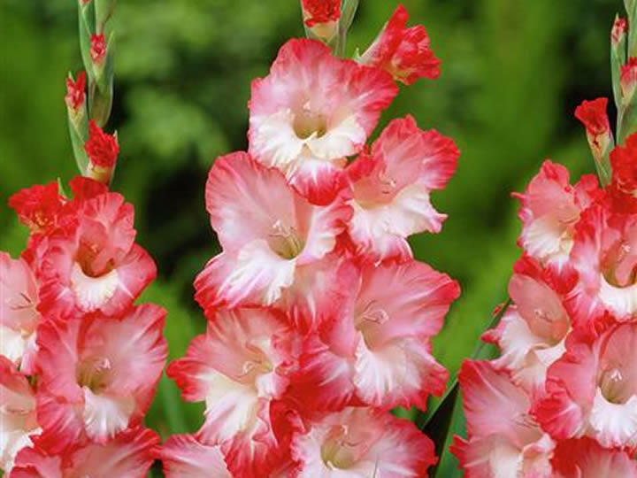 Mečík bíločervený - Gladiolus bíločervený