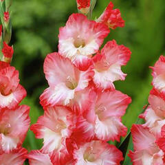 Mečík bíločervený - Gladiolus bíločervený