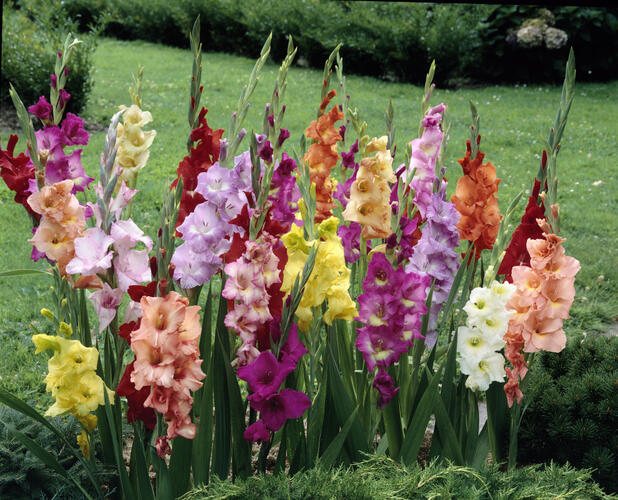 Mečík mix - Gladiolus mix