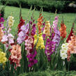 Mečík mix - Gladiolus mix