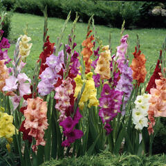 Mečík mix - Gladiolus mix