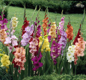 Mečík mix - Gladiolus mix