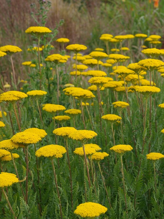 Řebříček tužebníkovitý 'Cloth of Gold' - Achillea filipendulina 'Cloth of Gold'