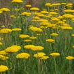 Řebříček tužebníkovitý 'Cloth of Gold' - Achillea filipendulina 'Cloth of Gold'