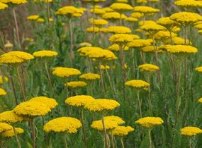 Řebříček tužebníkovitý 'Cloth of Gold' - Achillea filipendulina 'Cloth of Gold'