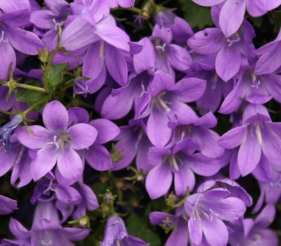 Zvonek dalmatský 'Nice to See' - Campanula portenschlagiana 'Nice to See'