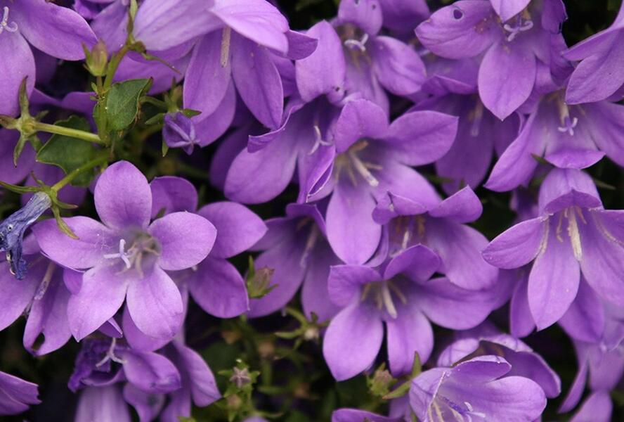 Zvonek dalmatský 'Nice to See' - Campanula portenschlagiana 'Nice to See'
