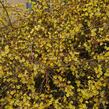 Jasmín nahokvětý - Jasminum nudiflorum