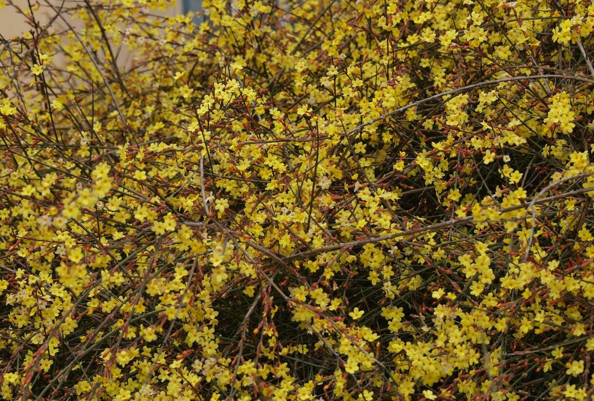 Jasmín nahokvětý - Jasminum nudiflorum
