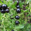 Jasmín křovitý - Jasminum fruticans