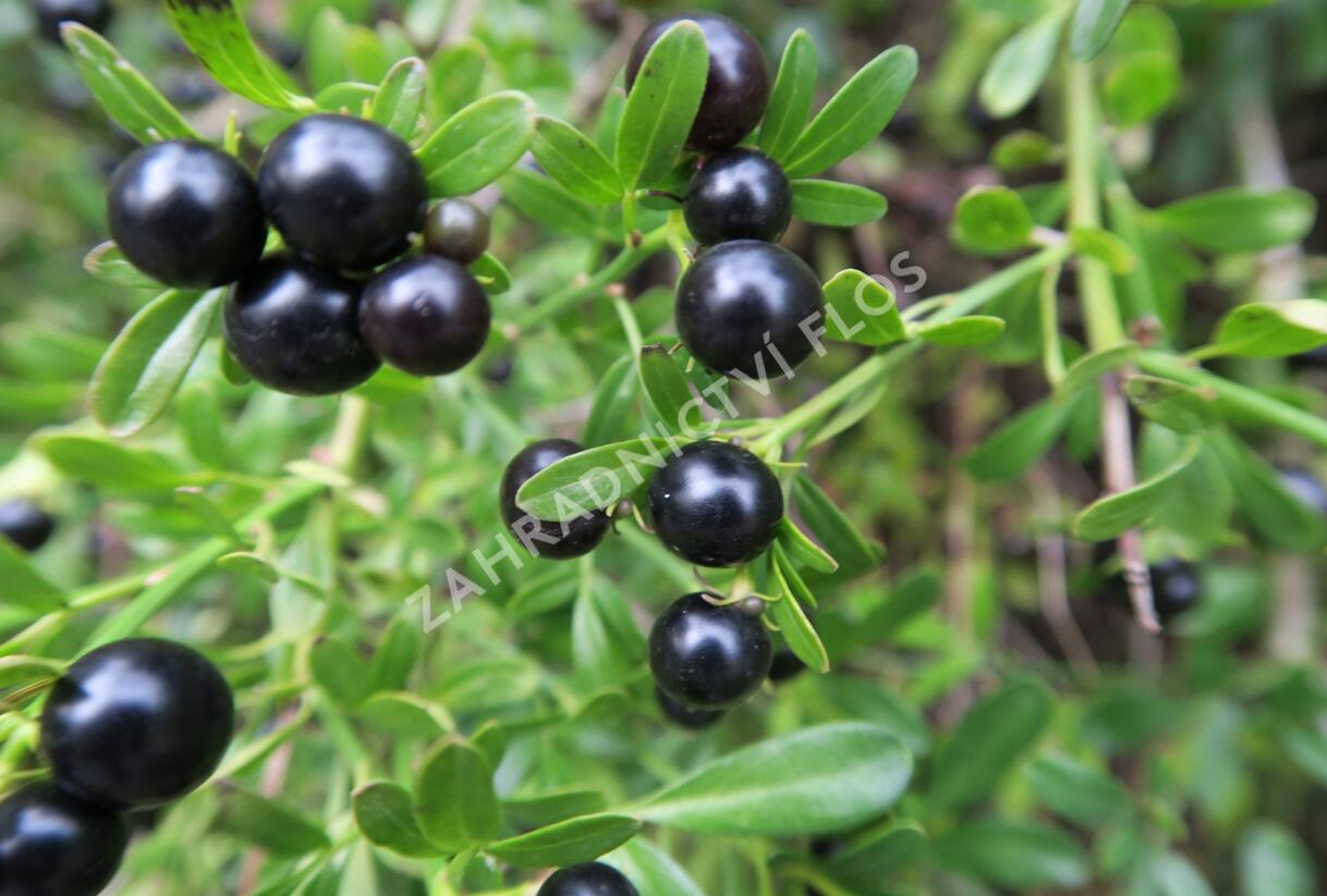 Jasmín křovitý - Jasminum fruticans