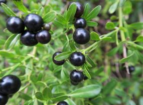 Jasmín křovitý - Jasminum fruticans