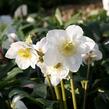 Čemeřice černá 'Happy Day' - Helleborus niger 'Happy Day'