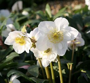 Čemeřice černá 'Happy Day' - Helleborus niger 'Happy Day'