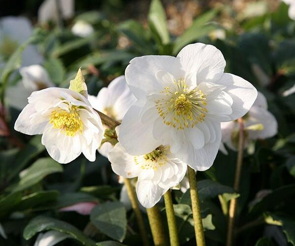 Čemeřice černá 'Happy Day' - Helleborus niger 'Happy Day'