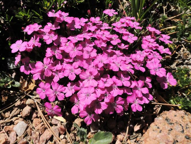 Hvozdík bulharský - Dianthus microlepis