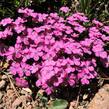 Hvozdík bulharský - Dianthus microlepis