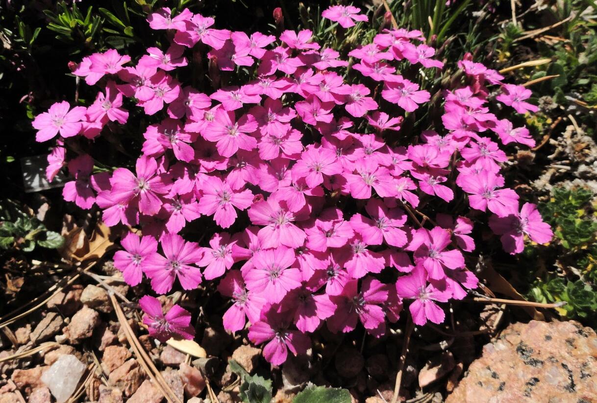 Hvozdík bulharský - Dianthus microlepis