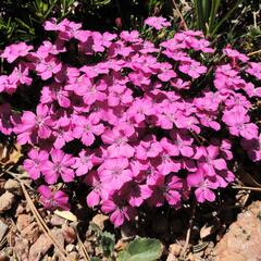 Hvozdík bulharský - Dianthus microlepis