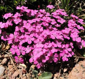 Hvozdík bulharský - Dianthus microlepis