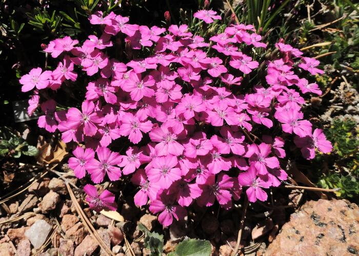 Hvozdík bulharský - Dianthus microlepis