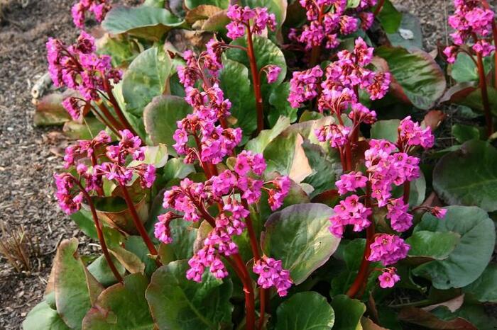 Bergénie srdčitá 'Eroica' - Bergenia cordifolia 'Eroica'